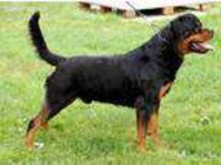 Rottweiler Puppy for sale in Culpeper, VA, USA