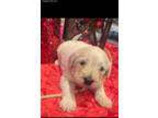 Labradoodle Puppy for sale in Zachary, LA, USA