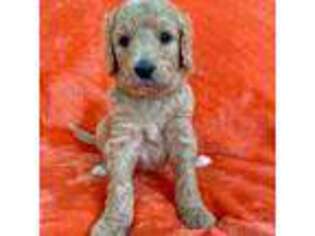 Goldendoodle Puppy for sale in Hendersonville, TN, USA