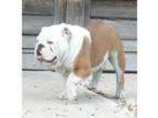 Bulldog Puppy for sale in KETTLE FALLS, WA, USA