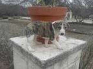 Whippet Puppy for sale in Lampasas, TX, USA
