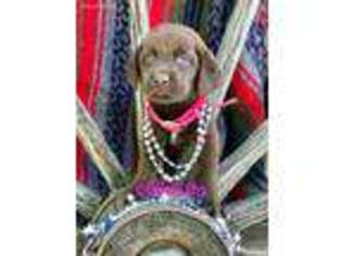 Labrador Retriever Puppy for sale in Bourbon, MO, USA