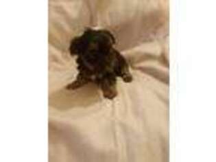 Yorkshire Terrier Puppy for sale in Black River, NY, USA