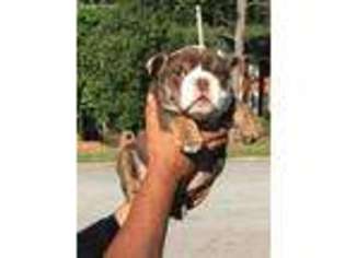 Bulldog Puppy for sale in Decatur, GA, USA