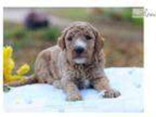 Goldendoodle Puppy for sale in Lexington, KY, USA