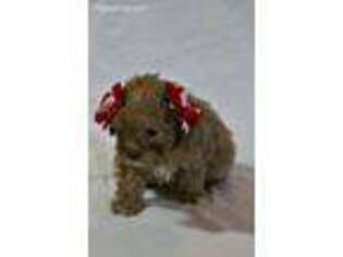 Mutt Puppy for sale in Mooresville, MO, USA