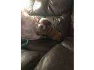 Bulldog Puppy for sale in Mooresboro, NC, USA