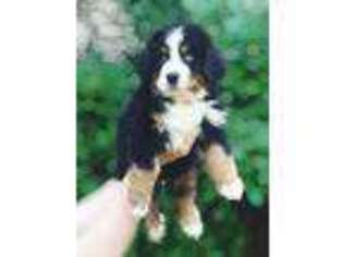 Bernese Mountain Dog Puppy for sale in Houston, TX, USA