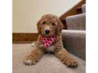 Goldendoodle Puppy for sale in Plano, IL, USA