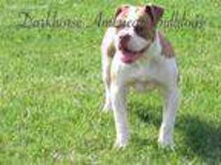 Medium Photo #1 American Bulldog Puppy For Sale in Darlington, MO, USA