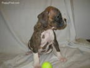 Boxer Puppy for sale in Caldwell, OH, USA