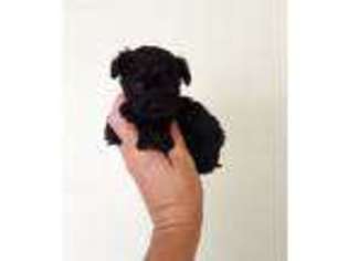 Yorkshire Terrier Puppy for sale in Idabel, OK, USA