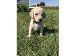 Labradoodle Puppy for sale in Colton, SD, USA