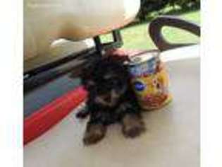 Yorkshire Terrier Puppy for sale in Byron, GA, USA