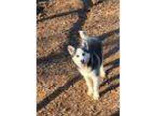 Siberian Husky Puppy for sale in Gillsville, GA, USA
