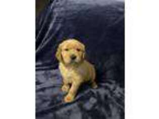 Golden Retriever Puppy for sale in Mascotte, FL, USA