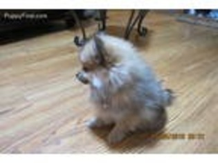 Pomeranian Puppy for sale in Blue Ridge, TX, USA