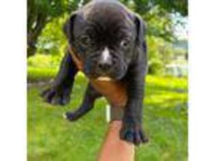 Olde English Bulldogge Puppy for sale in Northumberland, PA, USA