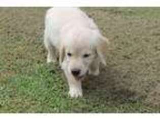Golden Retriever Puppy for sale in Social Circle, GA, USA