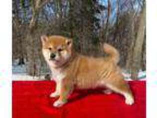 Shiba Inu Puppy for sale in Pipestone, MN, USA