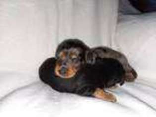 Dachshund Puppy for sale in Fort Defiance, VA, USA