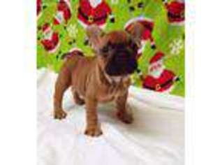 French Bulldog Puppy for sale in Gloster, MS, USA