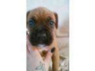Boxer Puppy for sale in CONCORD, CA, USA