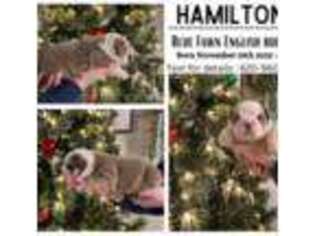 Bulldog Puppy for sale in Newton, KS, USA