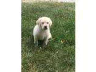 Labrador Retriever Puppy for sale in Jeffersonville, KY, USA