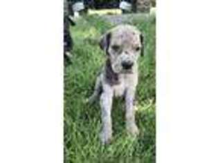 Great Dane Puppy for sale in Ottumwa, IA, USA
