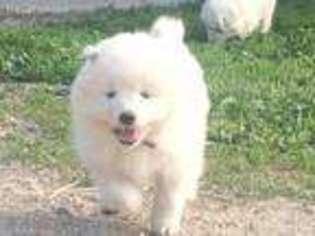 Samoyed Puppy for sale in Clarks Grove, MN, USA
