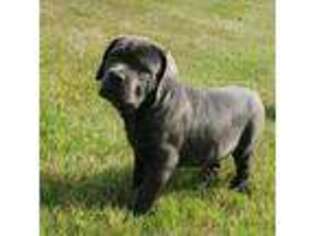 Cane Corso Puppy for sale in Fairburn, GA, USA
