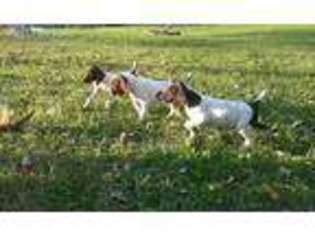 German Shorthaired Pointer Puppy for sale in Hartland, MI, USA
