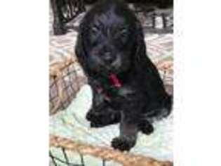 Labradoodle Puppy for sale in MAUMEE, OH, USA