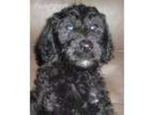 Labradoodle Puppy for sale in Salem, IL, USA