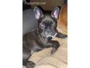 French Bulldog Puppy for sale in Manchester, MI, USA
