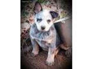 Australian Cattle Dog Puppy for sale in Dover, PA, USA