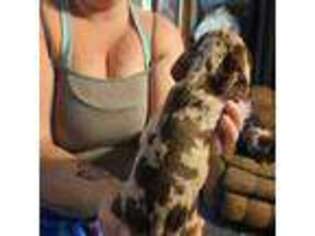 Dachshund Puppy for sale in Gleason, WI, USA
