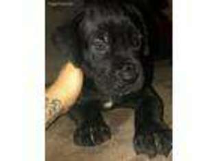 Cane Corso Puppy for sale in Broken Arrow, OK, USA