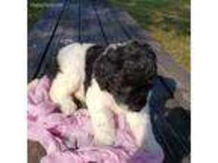 Schnoodle (Standard) Puppy for sale in Eagleville, TN, USA