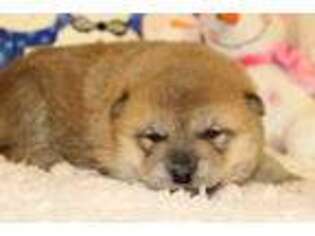 Shiba Inu Puppy for sale in Denison, IA, USA