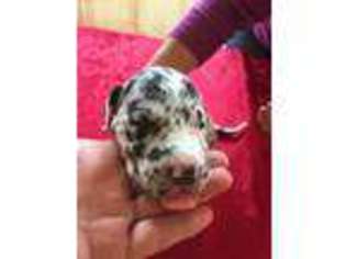 Great Dane Puppy for sale in Gowen, MI, USA