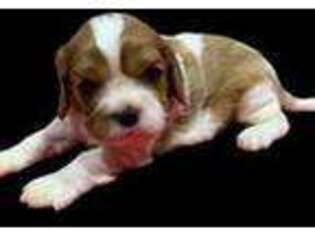 Cavalier King Charles Spaniel Puppy for sale in Sahuarita, AZ, USA