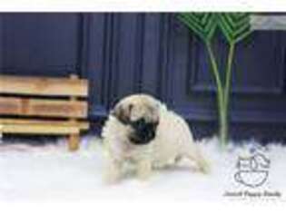 Pug Puppy for sale in Albany, NY, USA
