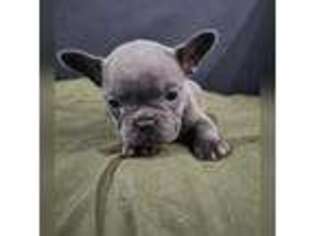 French Bulldog Puppy for sale in Philadelphia, PA, USA