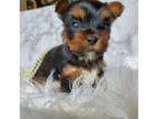 Yorkshire Terrier Puppy for sale in Sachse, TX, USA