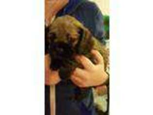 Cocker Spaniel Puppy for sale in Meridian, ID, USA