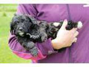 Labradoodle Puppy for sale in Sheridan, MI, USA