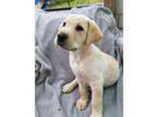 Labrador Retriever Puppy for sale in Lemon Grove, CA, USA