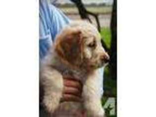 Goldendoodle Puppy for sale in PORTLAND, OR, USA